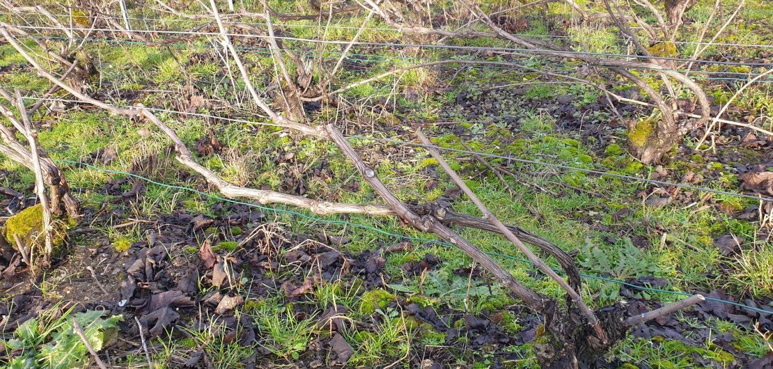Un pied de vigne après la taille au Champagne Julien Chopin, vigneron près d'Épernay